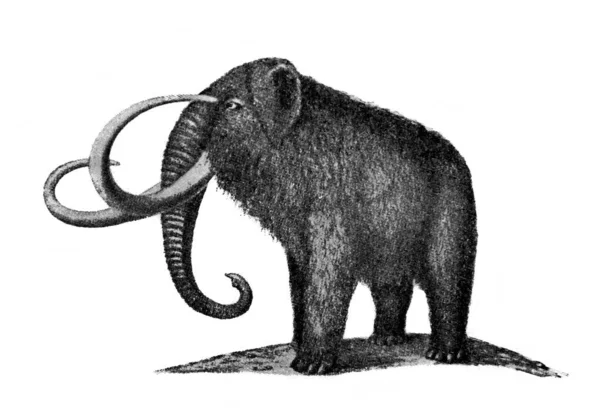 Mammoth Old Book World History Telmolt 1900 Mosco — Stock Photo, Image