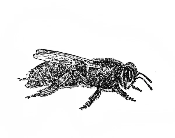 Bee Queenin Old Book Encyclopedic Dictionary Granat Vol Petersburg 190 — Fotografia de Stock