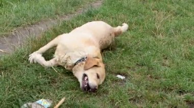 Altın labrador çimlerin üzerinde sopayla oynuyor.