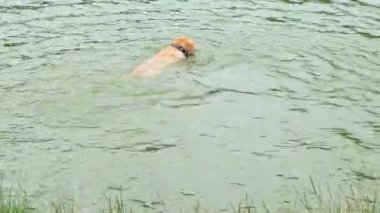 Gölde yüzen altın labrador.