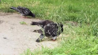 Sokaktaki güvercinler tahıl yiyor..