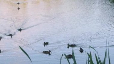 Bir ördek sürüsü gölde yüzüyor.
