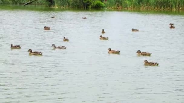 Una Bandada Patos Está Nadando Lago — Vídeos de Stock