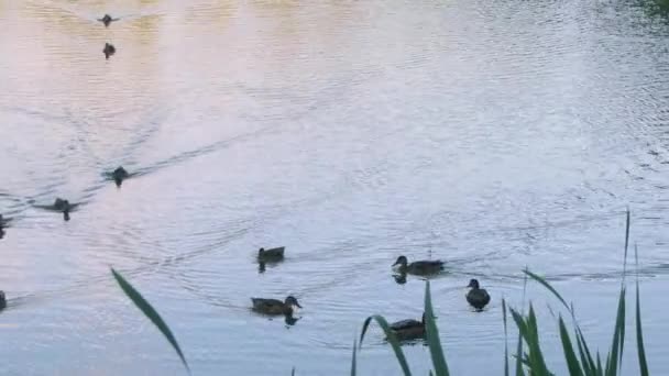 Una Bandada Patos Está Nadando Lago — Vídeos de Stock