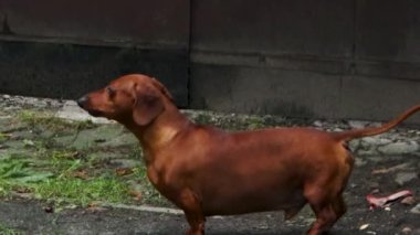 Havlayan kahverengi dachshund görüntülerini kapat.