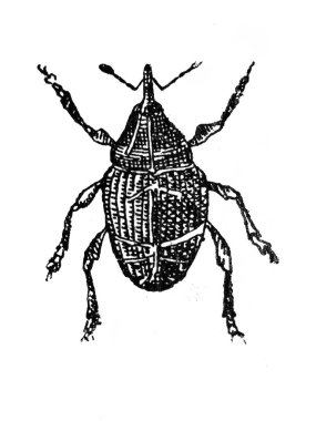 Ansiklopedi kitabındaki böcek, Olgerbrand, 1898, Warszawa