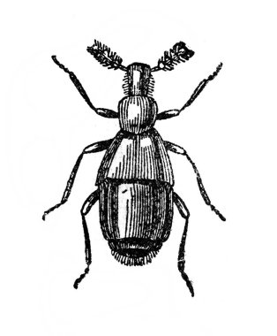 Ansiklopedi kitabındaki böcek, Olgerbrand, 1898, Warszawa