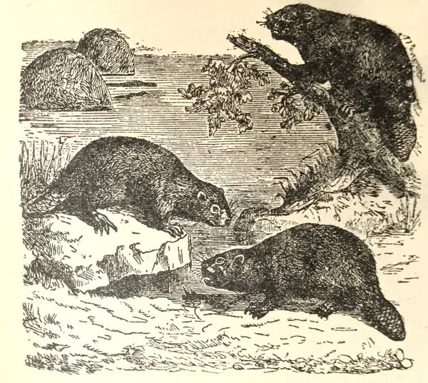 Beavers and their structures in the old book the Encyklopedja, by Olgerbrand, 1898, Warszawa