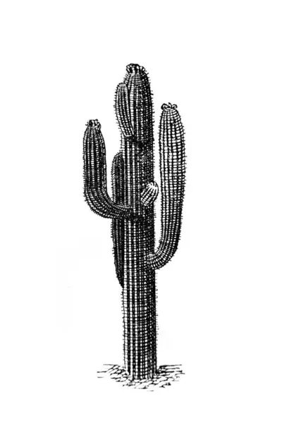 Kaktus Alten Buch Encyklopedja Von Olgerbrand 1898 Warschau lizenzfreie Stockfotos