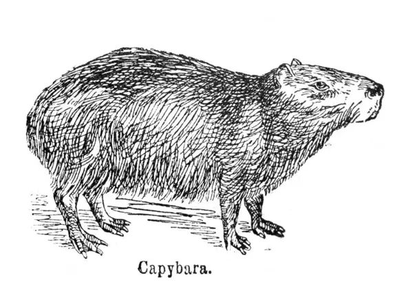 Capybara Alten Buch Encyklopedja Von Olgerbrand 1898 Warschau Stockfoto