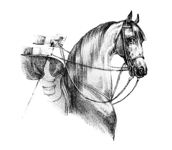 Вершник Голова Коня Старій Книзі Equation Des Dames Aubert 1842 Стокове Зображення