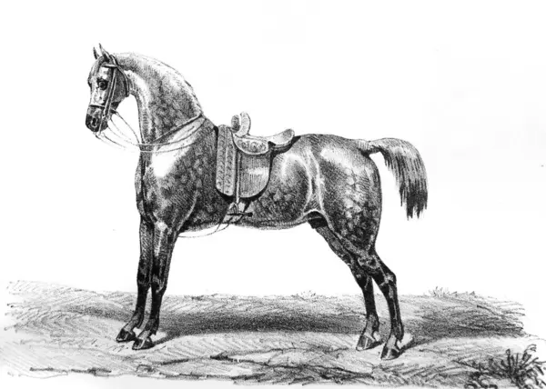 Ganzes Pferd Alten Buch Equitation Des Dames Von Aubert 1842 lizenzfreie Stockfotos