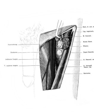 Kasık bölgesi, dördüncü kat. Ön kalça eklemi. Fischer 'ın eski kitabı Atlas der Anatomie' de, 1894, Jena