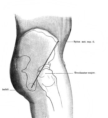 Rosera-Nelatona 'nın eski kitabı Atlas der Anatomie, Fischer, 1894, Jena
