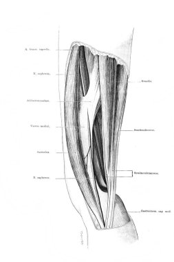 Fischer 'ın eski kitabı Atlas der Anatomie, 1894, Jena