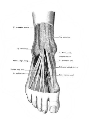 Atlas der Anatomie 'de Hindfoot. Yazan Fischer, 1894, Jena