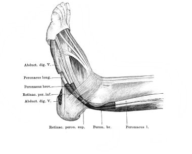 Fischer 'ın eski kitabı Atlas der Anatomie' nin dış memelilerin arkasındaki tendon kılıfları, Jena