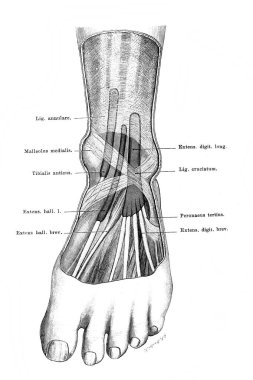 Bacak, damar, damar, atlas der Anatomie 'nin eski kitabı, Fischer, 1894, Jena