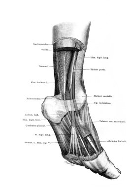 Fischer 'ın eski kitabı Atlas der Anatomie' de, orta malleolusun arkasındaki tendon bağları, Jena