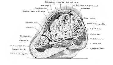 Fischer 'ın eski kitabı Atlas der Anatomie' nin 1894 tarihli ön topuğu, Jena