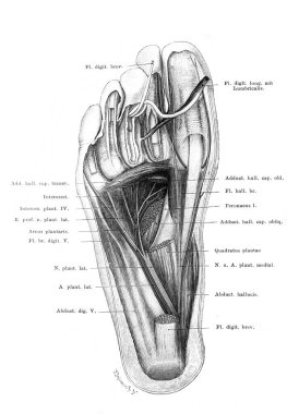Fischer 'ın eski kitabı Atlas der Anatomie' deki ayak, damar ve bağlar 1894, Jena