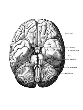 Fischer 'ın eski kitabı Atlas der Anatomie' nin beyin bölgeleri, 1894, Jena