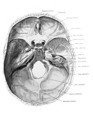 Fischer 'ın eski kitabı Atlas der Anatomie' nin beyin bölgeleri, 1894, Jena