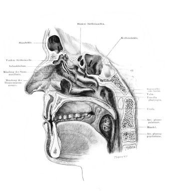 Fischer 'ın eski kitabı Atlas der Anatomie' deki Nasopharynx, 1894, Jena