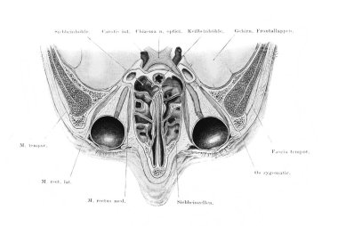 Fischer 'ın eski kitabı Atlas der Anatomie' deki göz çukurları ve frontal sinüsler, 1894, Jena