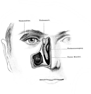 Gözyaşı kanalları, eski Atlas der Anatomie kitabının yüzü. Yazan Fischer, 1894, Jena