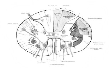 Eski Atlas der Anatomie kitabında omurilik bölümü. Yazan Fischer, 1894, Jena.