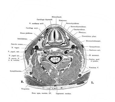 Fischer 'ın eski kitabı Atlas der Anatomie' de boynu kesilmiş, 1894, Jena