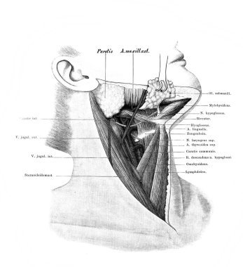 Atlas der Anatomie 'nin eski kitabında atardamarları ve damarları olan boyun Fischer, 1894, Jena
