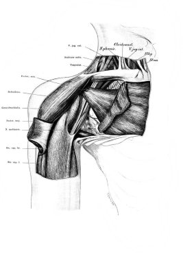 Fischer 'ın eski kitabı Atlas der Anatomie' deki sinir ve kaslar 1894 'te Jena