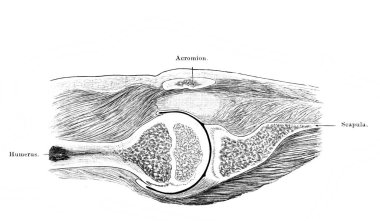 Atlas der Anatomie 'nin eski kitabında omuz eklemi. Yazan Fischer, 1894, Jena