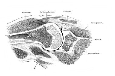 Fischer 'ın eski kitabı Atlas der Anatomie' deki farklı bileşenler, 1894, Jena