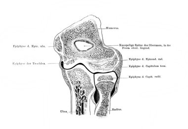 Fischer 'ın eski kitabı Atlas der Anatomie' de ön dirsek eklemi, 1894, Jena