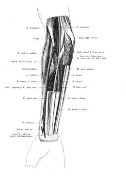 Fischer 'ın eski kitabı Atlas der Anatomie' nin ön kolunun Volar tarafı, 1894, Jena