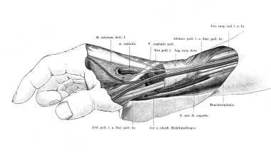 Bilek bölgesi, Atlas der Anatomie 'nin eski kitabının radyal tarafı, Fischer, 1894, Jena