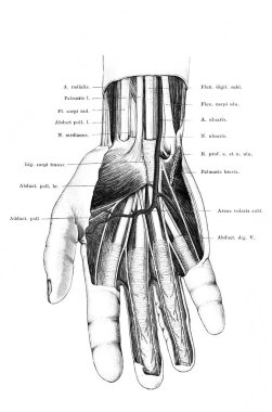 Bilek ve palmiye bölgesi, eski Atlas der Anatomie kitabının yüzeysel katmanı. Fischer, 1894, Jena.