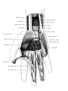 Bilek ve palmiye bölgesi, Atlas der Anatomie 'nin eski kitabı, Fischer, 1894, Jena