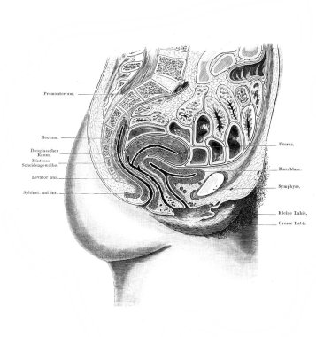 Fischer 'ın eski kitabı Atlas der Anatomie' nin kadın leğen kemiğinin ortası, 1894, Jena