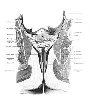 Eski Atlas der Anatomie kitabında erkek leğen kemiğinin ön kısmı. Yazan Fischer, 1894, Jena.