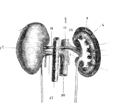 Böbrekler, eski kitap Encyklopedya Medycyny, Orgelbrand, 1890, Warszawa