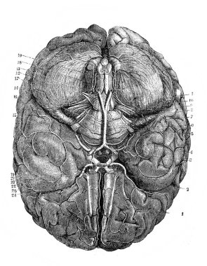 Eski bir kitaptaki insan beyni Ansiklopedi Medycyny by Orgelbrand, 1890, Warszawa