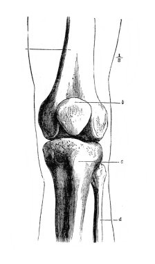 Diz eklemi, eski kitap Encyklopedya Medycyny, Orgelbrand, 1890, Warszawa