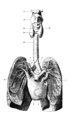 Orgelbrand 'ın Ansiklopedya Medycyny adlı kitabında boğaz, akciğer, bronz. 17, 1890, Warszawa