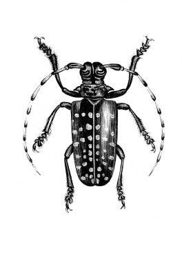 Erichson 'ın eski kitabı D' Histoire Naturelle 'deki uzun antenli böcek, 1847, Pari