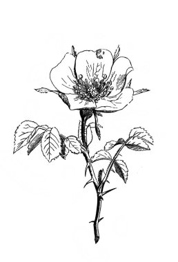 Kokulu yapraklı gül çalısı. Atlas Botanique, 1846, Paris 'in eski kitabı.