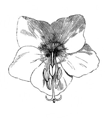 Polemonya. Çiçek. Atlas Botanique, 1846, Paris 'in eski kitabı.